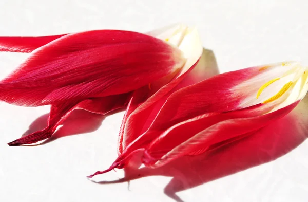 Фіалка tulip . — стокове фото