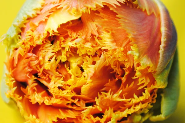 The Yellow tulip. — Stock Photo, Image
