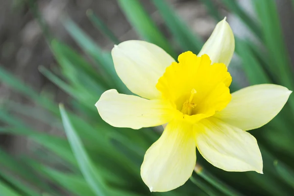 The Yellow narcissuses. — Stock Photo, Image