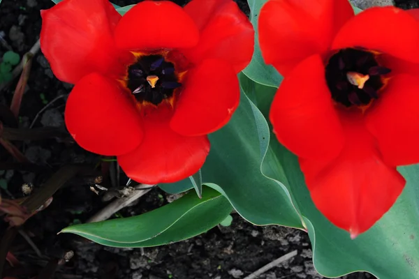 A piros tulipán. — Stock Fotó