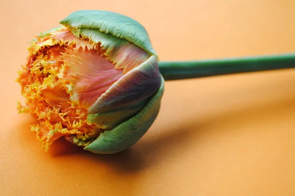 A tulipa amarela . — Fotografia de Stock