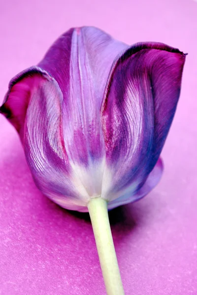El tulipán violeta . —  Fotos de Stock