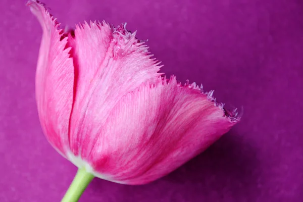 El tulipán rosa . —  Fotos de Stock