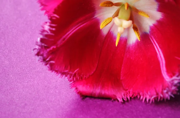 La tulipe rose . — Photo