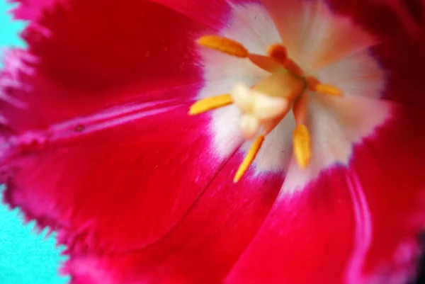 The Rose tulip. — ストック写真