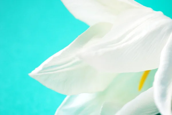 The Rose tulip. — Stock Photo, Image