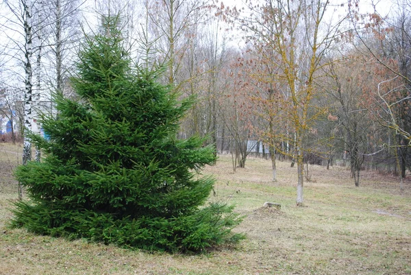 Spruce.the 나무. — 스톡 사진
