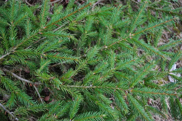 Το ξύλο του spruce.the. — Φωτογραφία Αρχείου