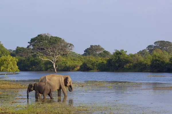 Слон-мать и слон — стоковое фото