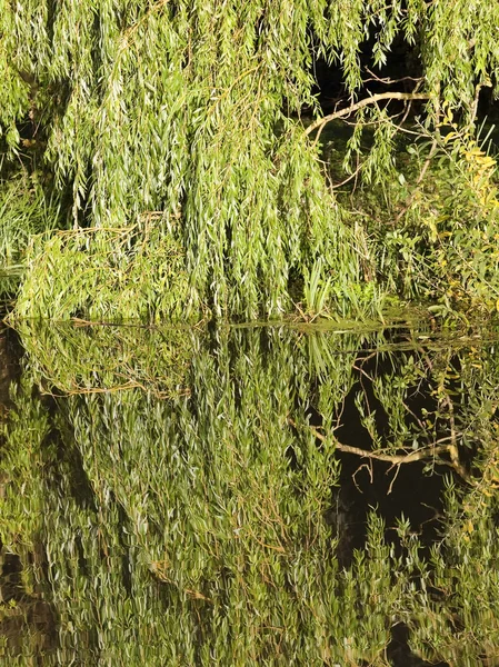 Background willow reflections — Stock Photo, Image