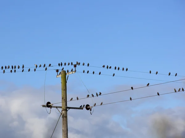 Stol de starlings eurasiatice — Fotografie, imagine de stoc