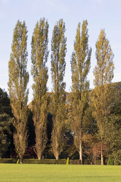 Höstens poppel träd — Stockfoto