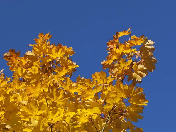 Golden leaves and blue sky — Stock Photo, Image
