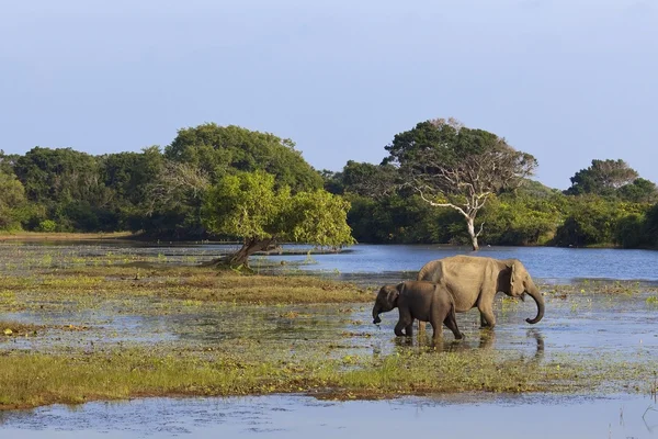 Elefanti di Yala — Foto Stock