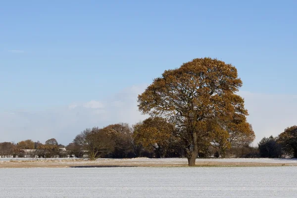 雪の中でオークの木 — ストック写真