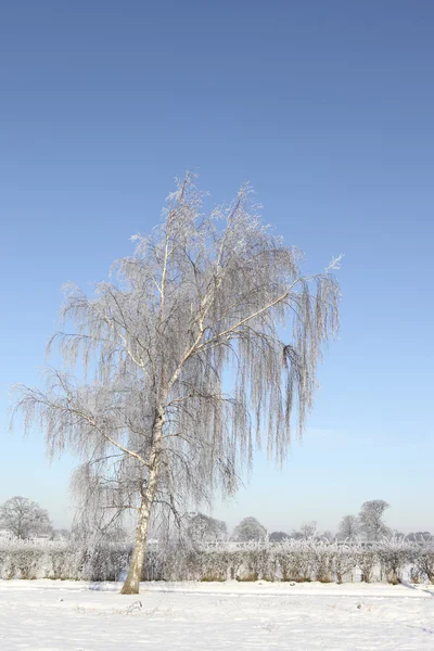 Frosted birch tree — Stock Photo, Image