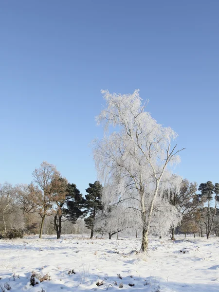 Boschi invernali nevosi — Foto Stock