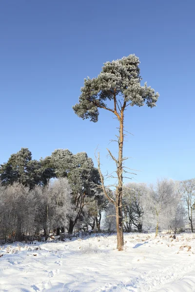 孤独な冬の松の木 — ストック写真