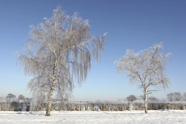 Frost kaplı gümüş huş ağaçları — Stok fotoğraf
