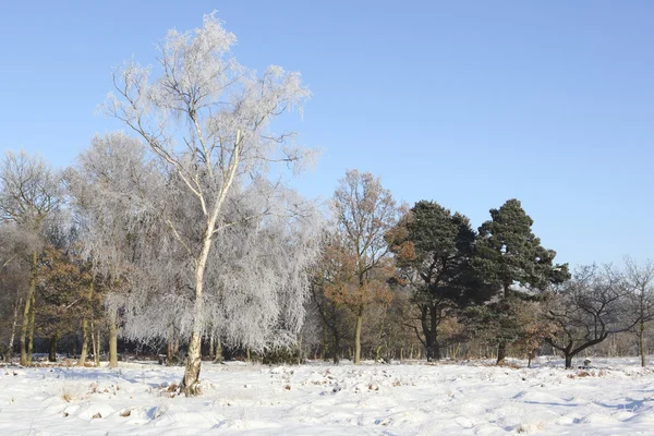 Kış woodlands — Stok fotoğraf