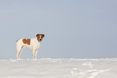 White and tan dog in snow clipart