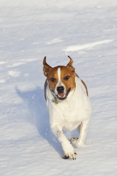 Dog running in snow — Stock Photo, Image