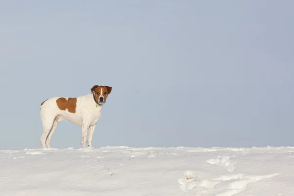 White and tan dog in snow — Stock Photo, Image