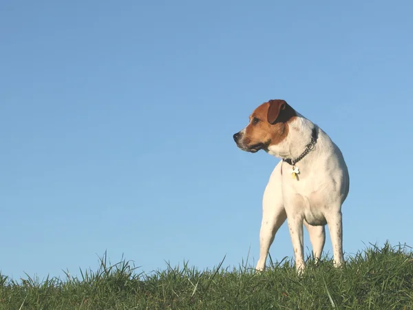 Bruine en witte hond — Stockfoto