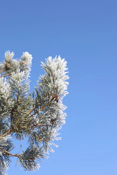 stock image Frosted pine shoots