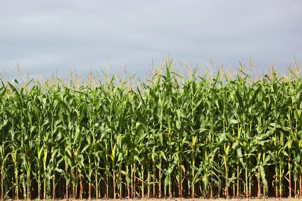 Кукурузные заводы — стоковое фото