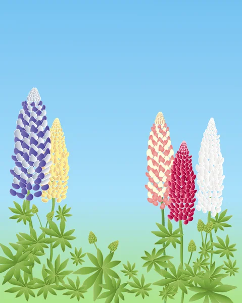 Lupins — Stock Vector