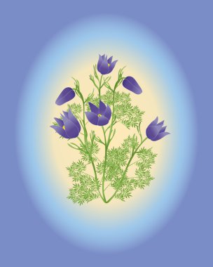 Anemone pulsatilla vulgaris clipart