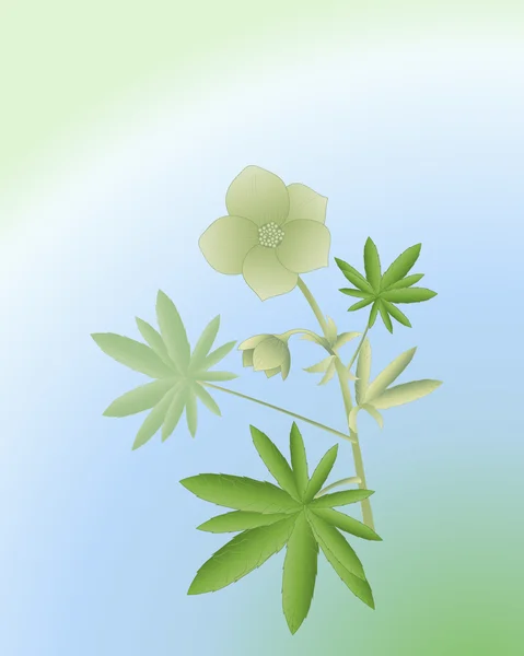 Hélébore vert — Image vectorielle