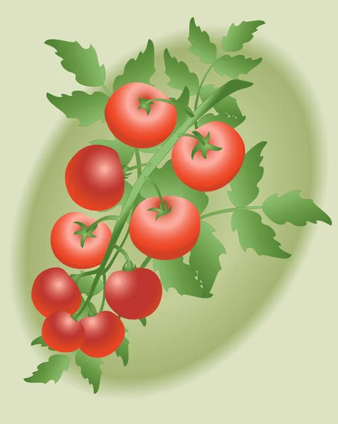Wijnstok tomaten — Stockvector
