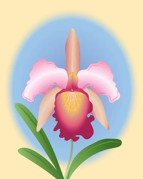 Illustration Pink Red Cattleya Orchid Blue Yellow Background — Stock Vector