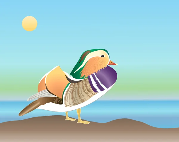 Mandarin ördeği — Stok Vektör