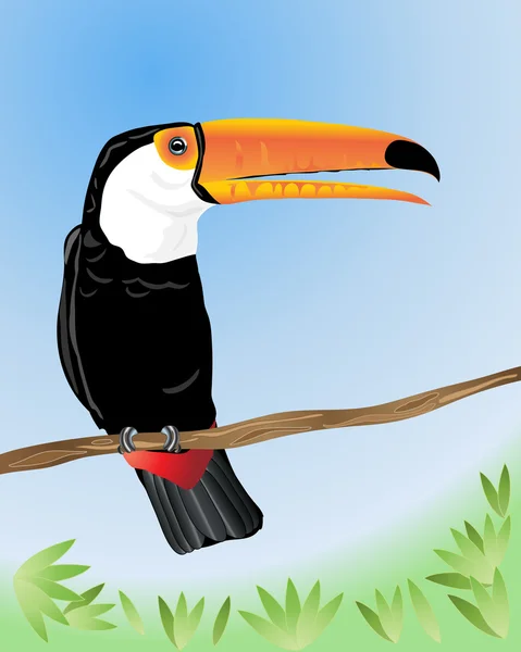 Toco toucan — Stock Vector