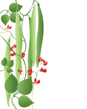 An illustration of runner beans with scarlet flowers and green leaves on a white background clipart