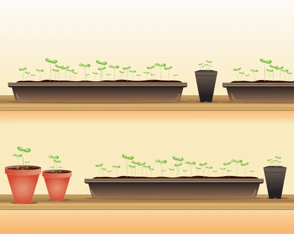 Seedlings — Stock Vector