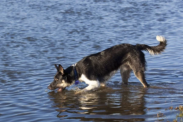 Osm Měsíců Starý Kolie Pes Hrát Jeho Vlastní Odraz Vodě — Stock fotografie