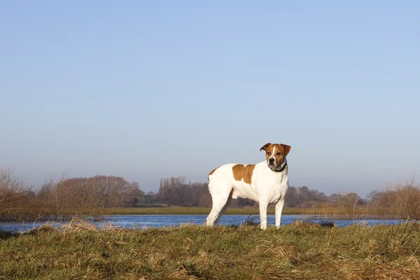 Pies na brzegu rzeki — Zdjęcie stockowe