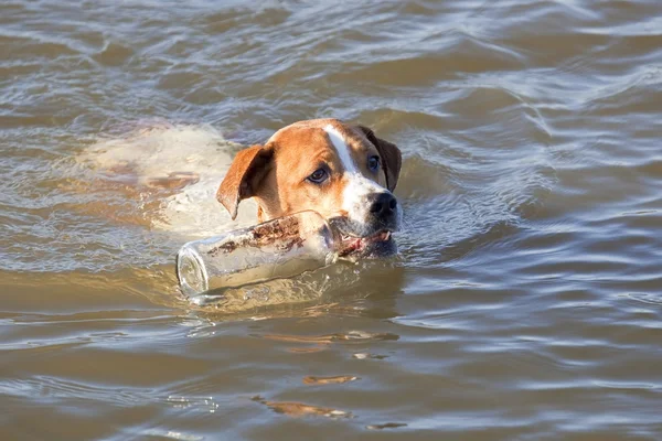 Коричневая Белая Собака Достает Стеклянную Бутылку Воды — стоковое фото