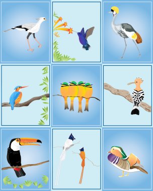 Birds of the world clipart