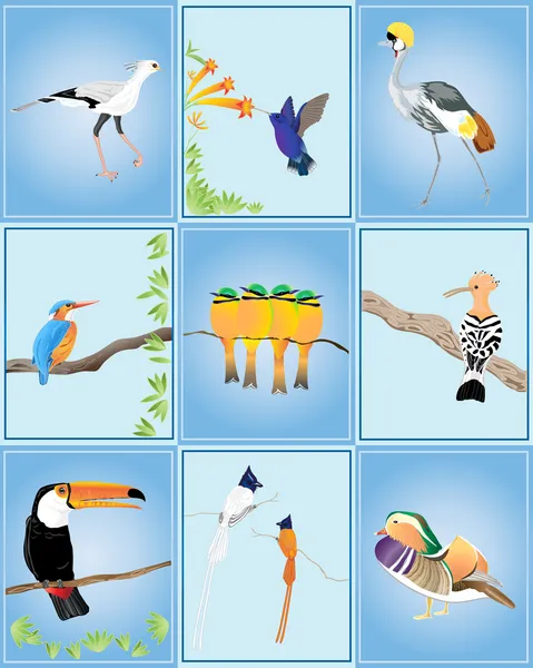 世界鸟类的 — 图库矢量图片