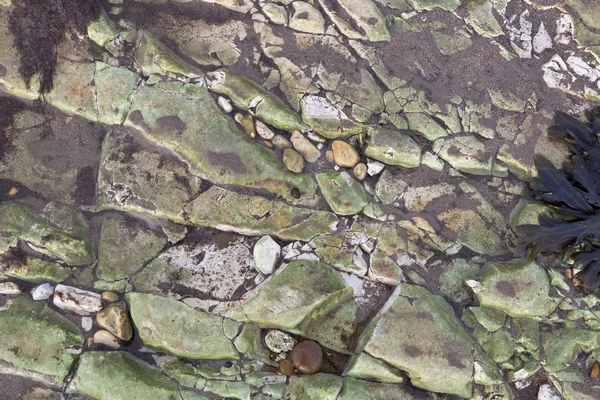 用沙子水和海藻制成的石头和鹅卵石背景图像 — 图库照片