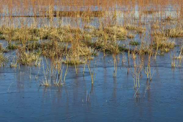 Winter Flood Water Willow Saplings Tufts Grass Ice — Stock Photo, Image