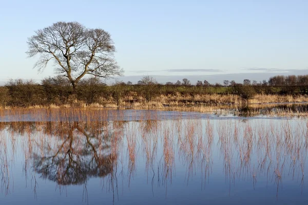 stock image English winter landscape with young willow saplings grown for bio fuel submerged in flood waters with mature trees and hedgerows behind under a blue sky