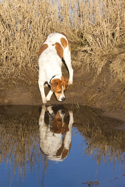 Hond met reflectie — Stockfoto