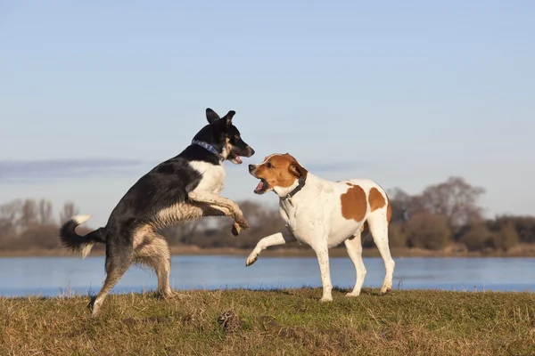 Twee Bastaard Honden Spelen Door Een Oever Een Zonnige Winterdag — Stockfoto