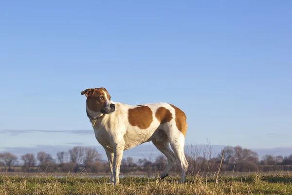 Muddy Brown White Dog Looking His Shoulder Grassy Bank Blue — Stock Photo, Image
